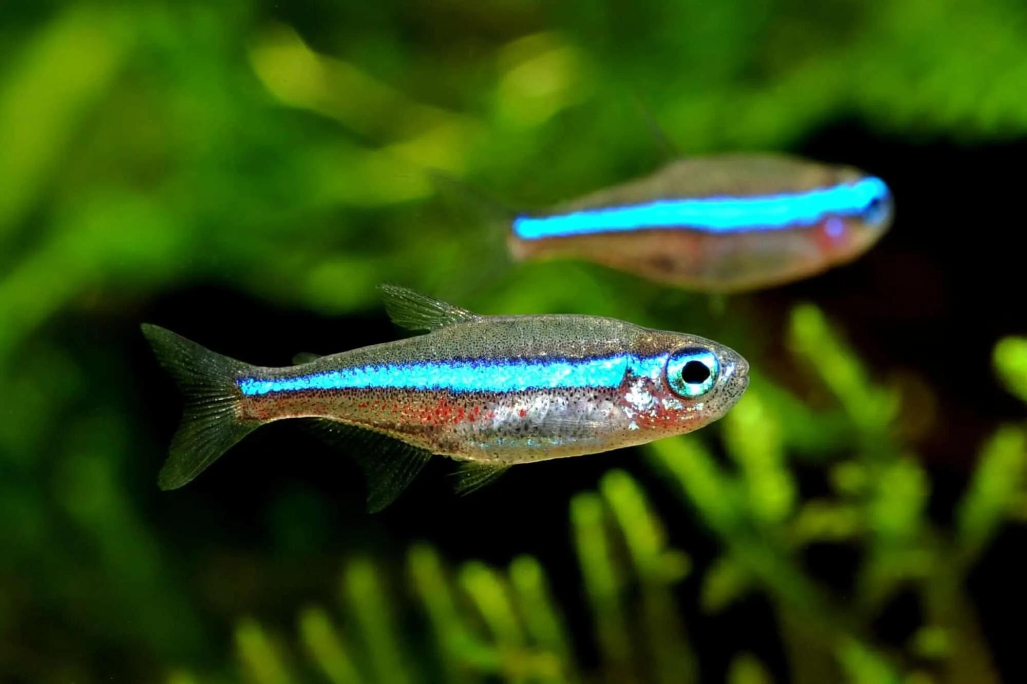 Nuôi cá Neon Tetra có dễ không 2