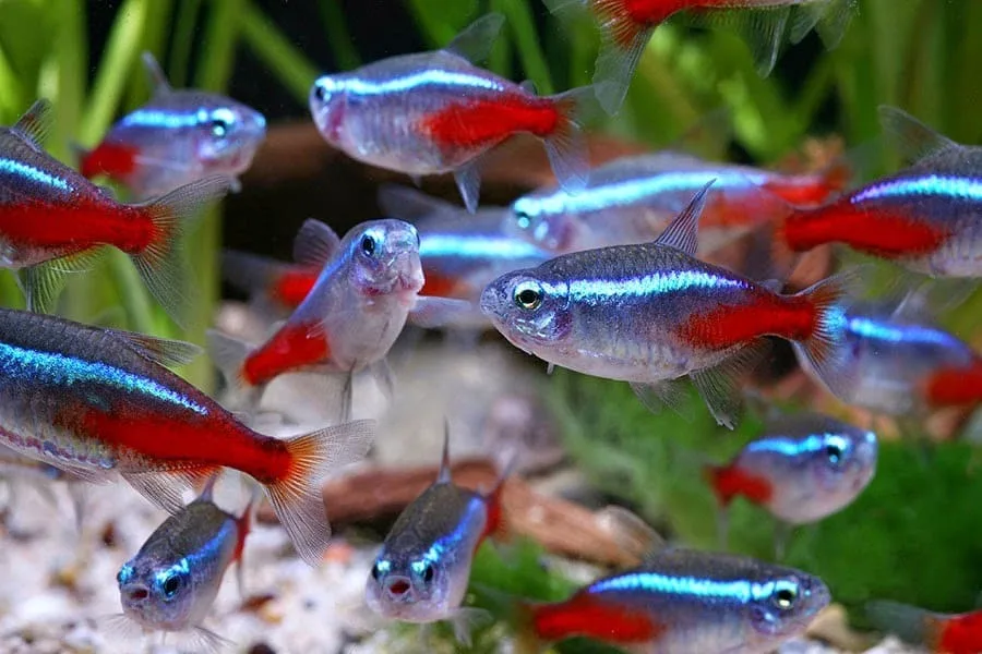 Nuôi cá Neon Tetra có dễ không 3