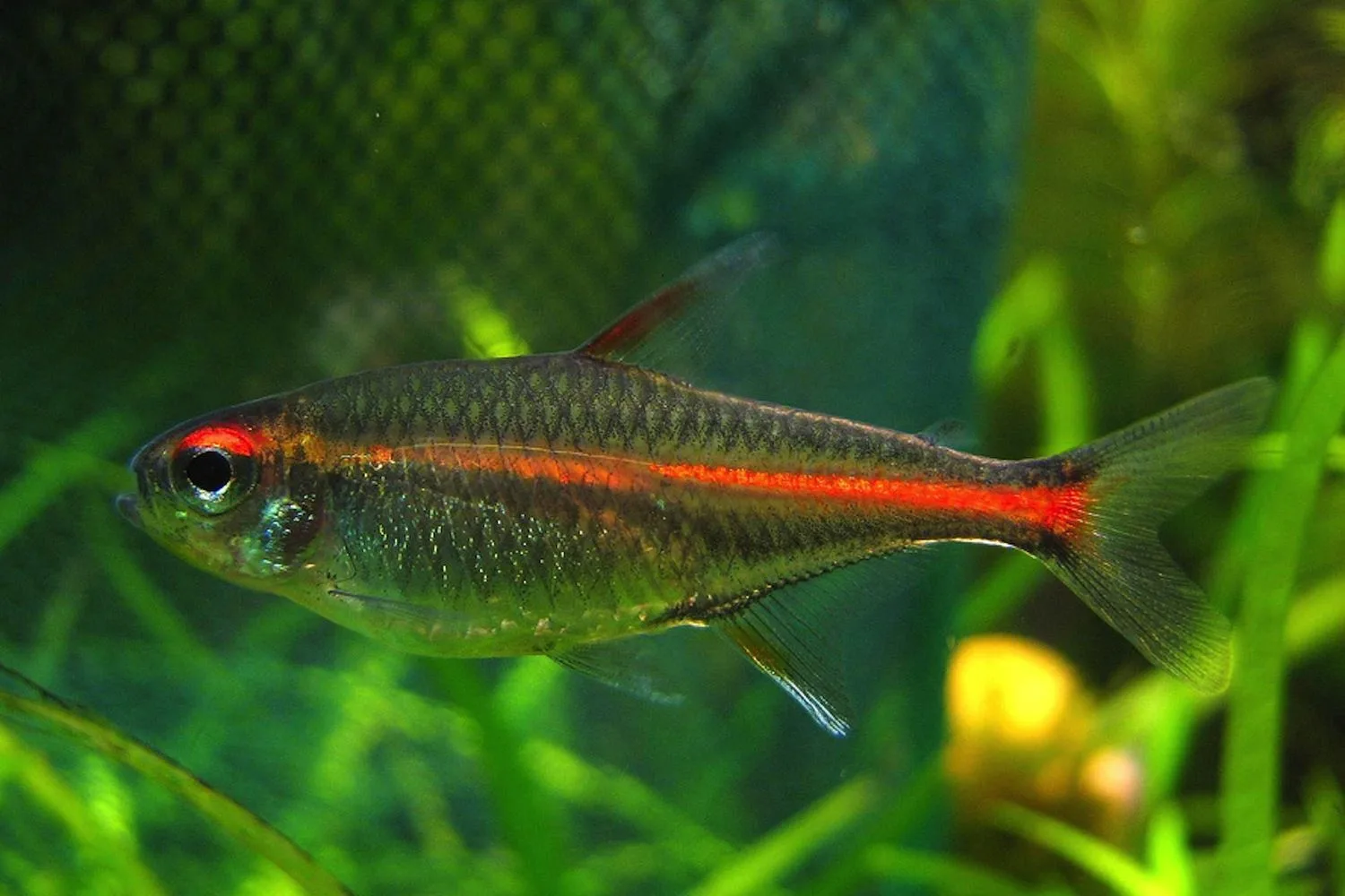 Nuôi cá Neon Tetra có dễ không 4